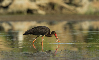 BUITEN BEELD Foto: 235067