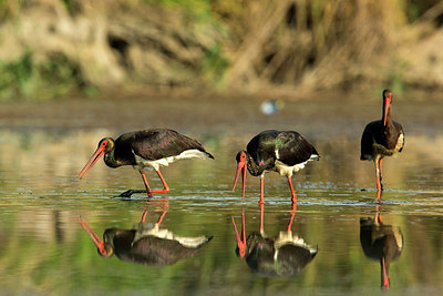 BUITEN BEELD Foto: 235069