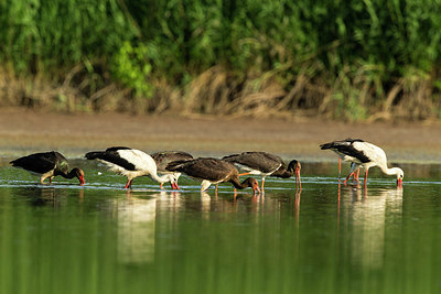 BUITEN BEELD Foto: 235073