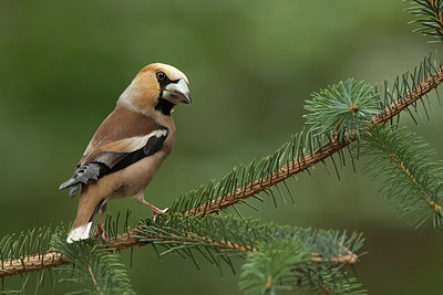 BUITEN BEELD Foto: 235078
