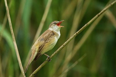 BUITEN BEELD Foto: 235081