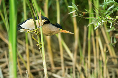 BUITEN BEELD Foto: 235092