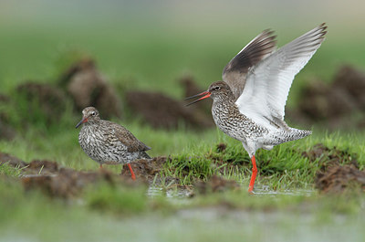 BUITEN BEELD Foto: 235102
