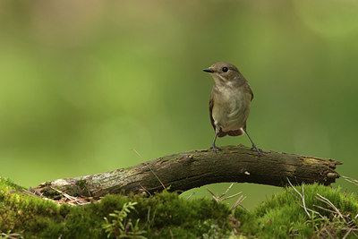 BUITEN BEELD Foto: 235104