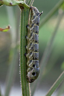 BUITEN BEELD Foto: 235113