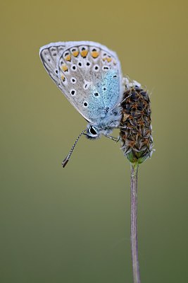 BUITEN BEELD Foto: 235131