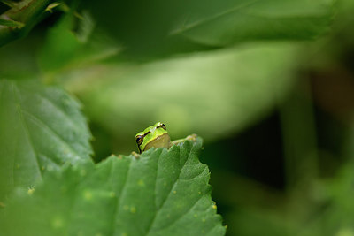 BUITEN BEELD Foto: 235147