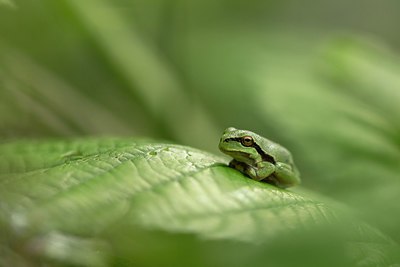BUITEN BEELD Foto: 235148