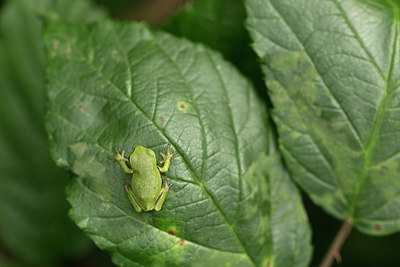 BUITEN BEELD Foto: 235149