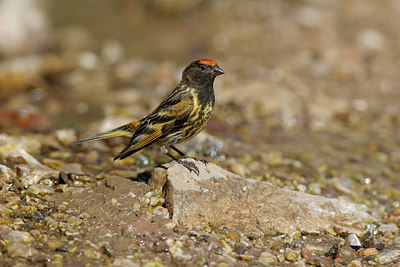 BUITEN BEELD Foto: 235158