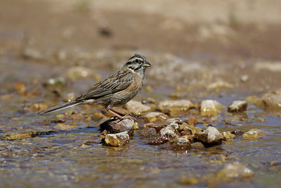 BUITEN BEELD Foto: 235159