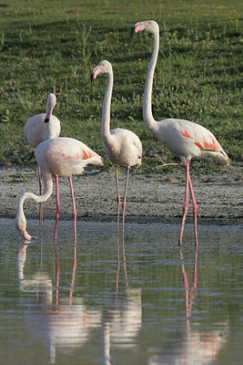 BUITEN BEELD Foto: 235172