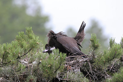 BUITEN BEELD Foto: 235178