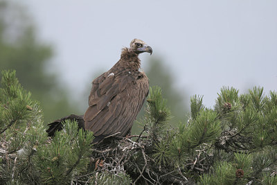 BUITEN BEELD Foto: 235179