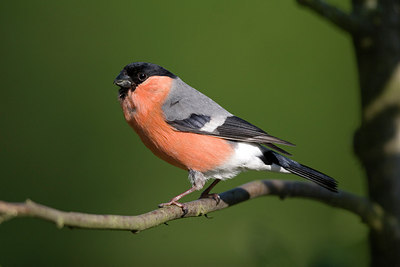 BUITEN BEELD Foto: 235210