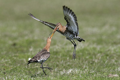 BUITEN BEELD Foto: 235220