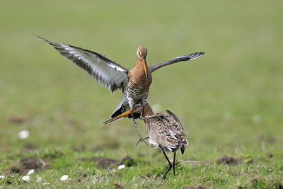 BUITEN BEELD Foto: 235221