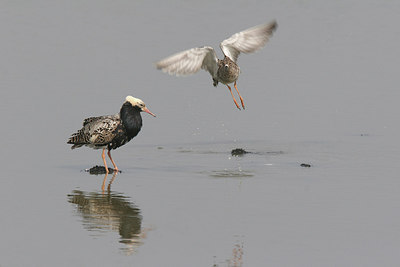 BUITEN BEELD Foto: 235228