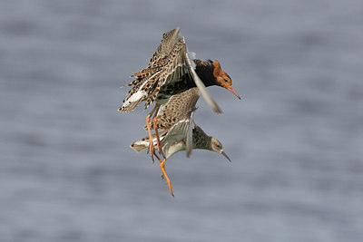 BUITEN BEELD Foto: 235230