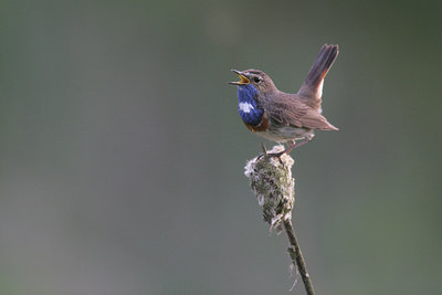 BUITEN BEELD Foto: 235234