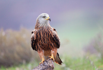 BUITEN BEELD Foto: 235264