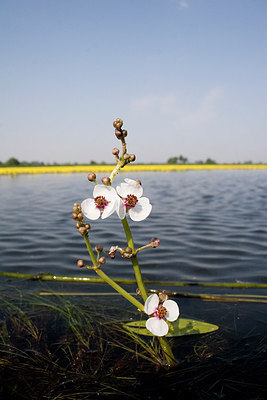 BUITEN BEELD Foto: 235269