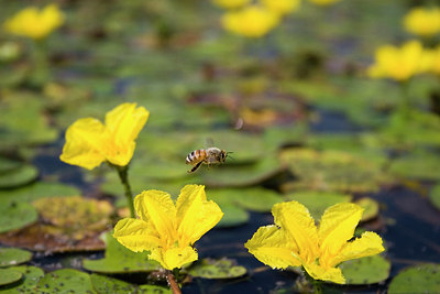 BUITEN BEELD Foto: 235270