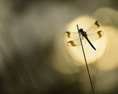 BUITEN BEELD Foto: 235283