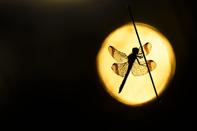BUITEN BEELD Foto: 235284