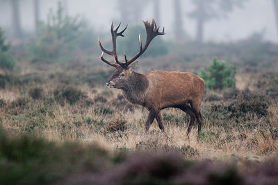 BUITEN BEELD Foto: 235295