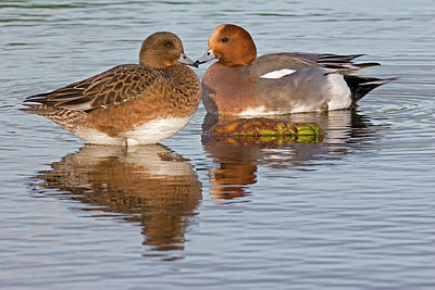 BUITEN BEELD Foto: 235306