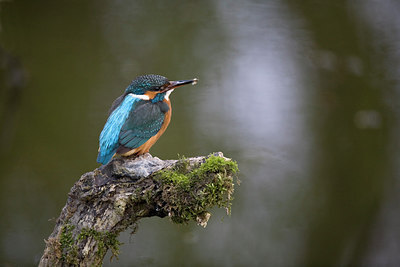 BUITEN BEELD Foto: 235324