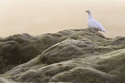 BUITEN BEELD Foto: 235338