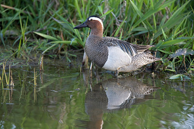 BUITEN BEELD Foto: 235346