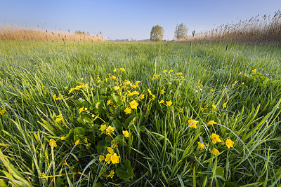 BUITEN BEELD Foto: 235347