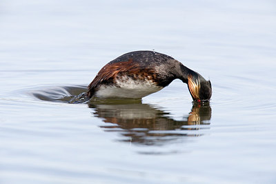 BUITEN BEELD Foto: 235362