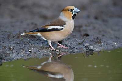 BUITEN BEELD Foto: 235413