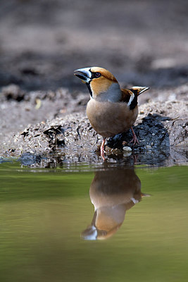 BUITEN BEELD Foto: 235414