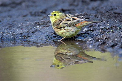 BUITEN BEELD Foto: 235416