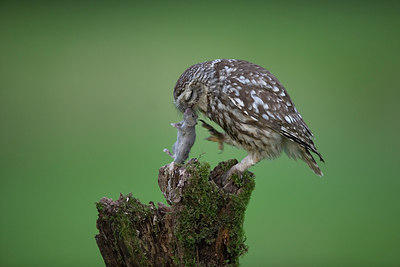 BUITEN BEELD Foto: 235438