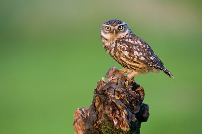 BUITEN BEELD Foto: 235442