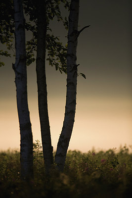 BUITEN BEELD Foto: 235445
