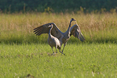 BUITEN BEELD Foto: 235448