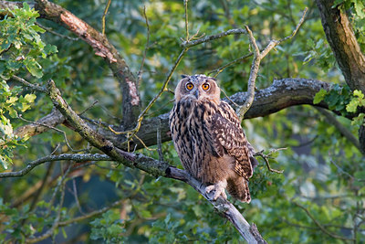 BUITEN BEELD Foto: 235454
