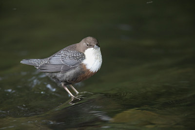 BUITEN BEELD Foto: 235456