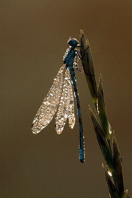 BUITEN BEELD Foto: 235461