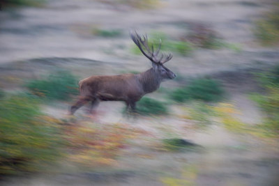BUITEN BEELD Foto: 235465