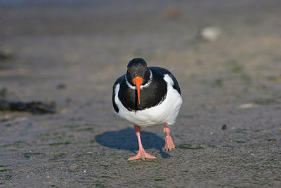 BUITEN BEELD Foto: 235480