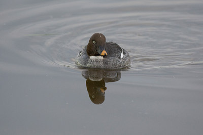 BUITEN BEELD Foto: 235484