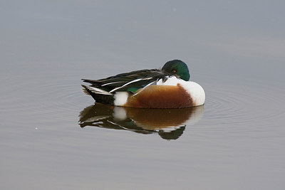 BUITEN BEELD Foto: 235485